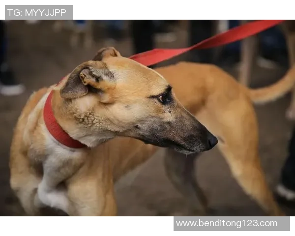 赛马赛狗丑闻揭露动物使用违禁药物提升成绩的黑幕与影响